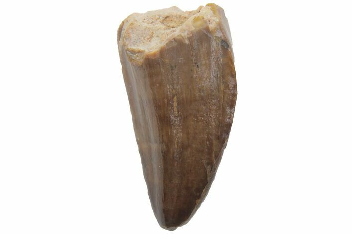 Cretaceous Fossil Crocodilian Tooth - Hell Creek Formation #220665